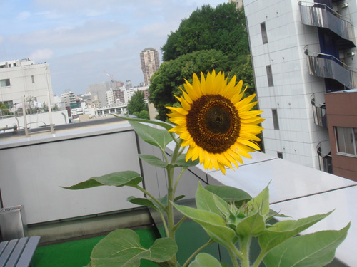 office_sunflower01.jpg